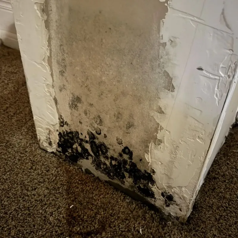 Professional Mold Removal in Dunlap, TN